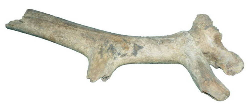 Фрагмент рога и черепа ископаемого оленя.