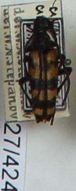 Энтомологический экземпляр. Жук-усач Leptura caucasica. Leptura caucasica