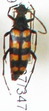 Энтомологический экземпляр. Жук-усач Leptura quadrifasciata. Leptura quadrifasciata