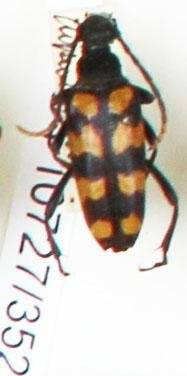 Энтомологический экземпляр. Жук-усач Leptura quadrifasciata. Leptura quadrifasciata