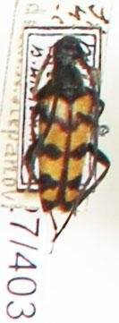 Энтомологический экземпляр. Жук-усач Leptura caucasica. Leptura caucasica