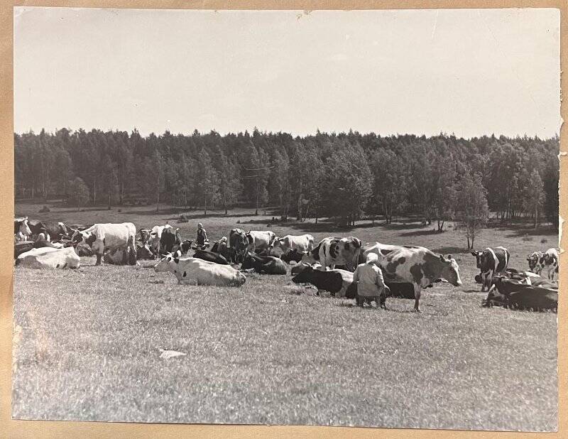 Фотография. Стадо коров на полднике. Колхоз «Призыв».