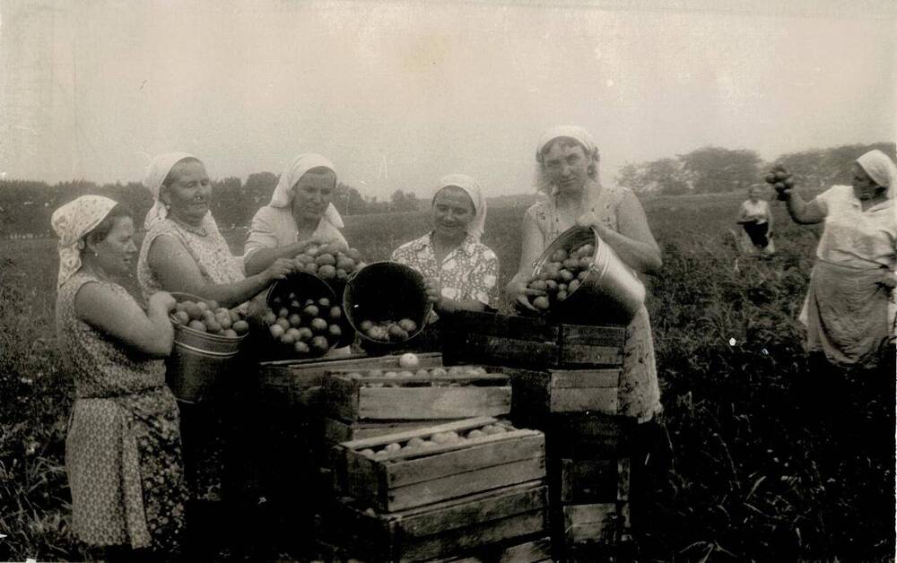 Фотография из фотогазеты «Луч» колхоза «Кавказ» 
Хорошие урожаи дают овощи – огурцы и ранние помидоры.