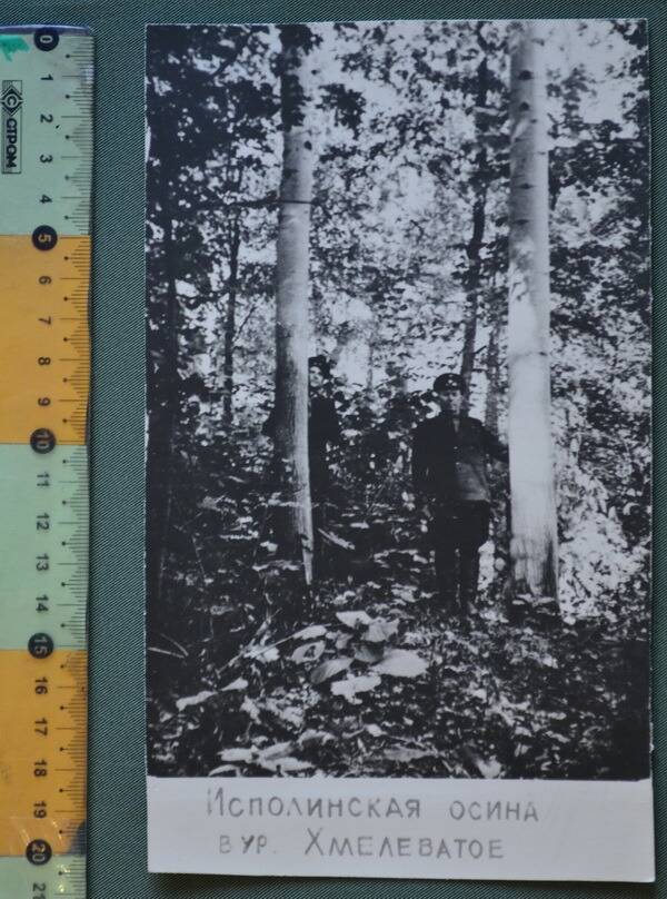 Фото. Видовое. Исполинская осина в урочище Хмелеватое Старооскольского лесного хозяйства