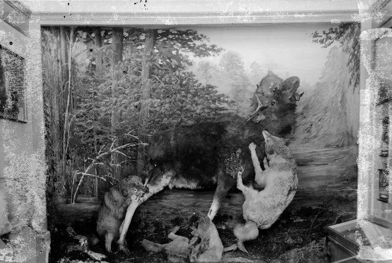 Западно-Сибирский краевой музей. Диорама с волками, напавшими на лося, негатив стеклянный