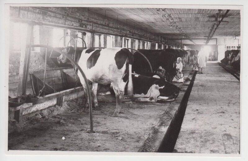 Фотография. Ферма совхоза «Балковский».