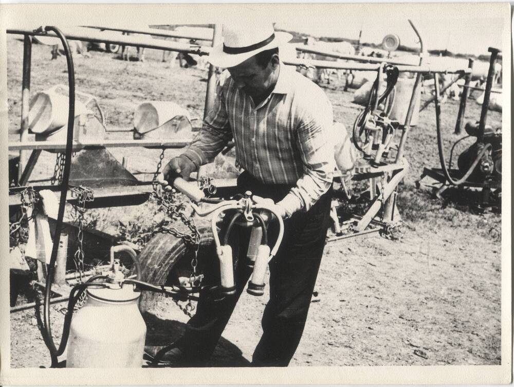 Фотография. Молочно-овощеводческий совхоз «Ударник», 1971 г. Бригадир животноводческого  цеха Поповкин проверяет исправность доильных аппаратов в агрегате перед началом дойки.