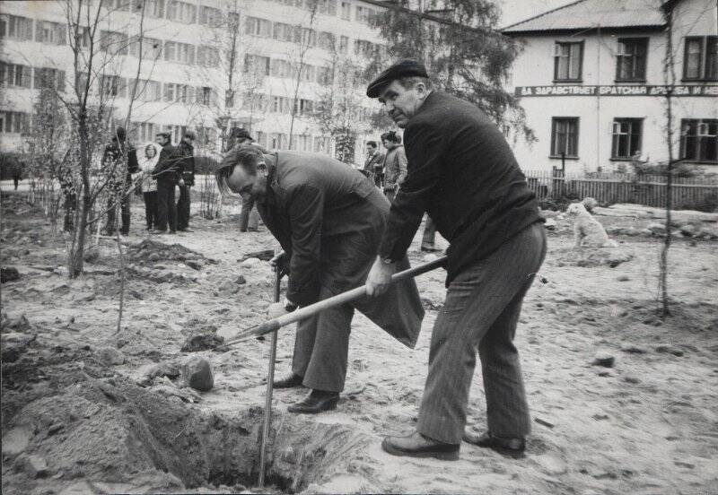 Фото черно-белое. Благоустройство п. Зеленоборский: закладка аллеи