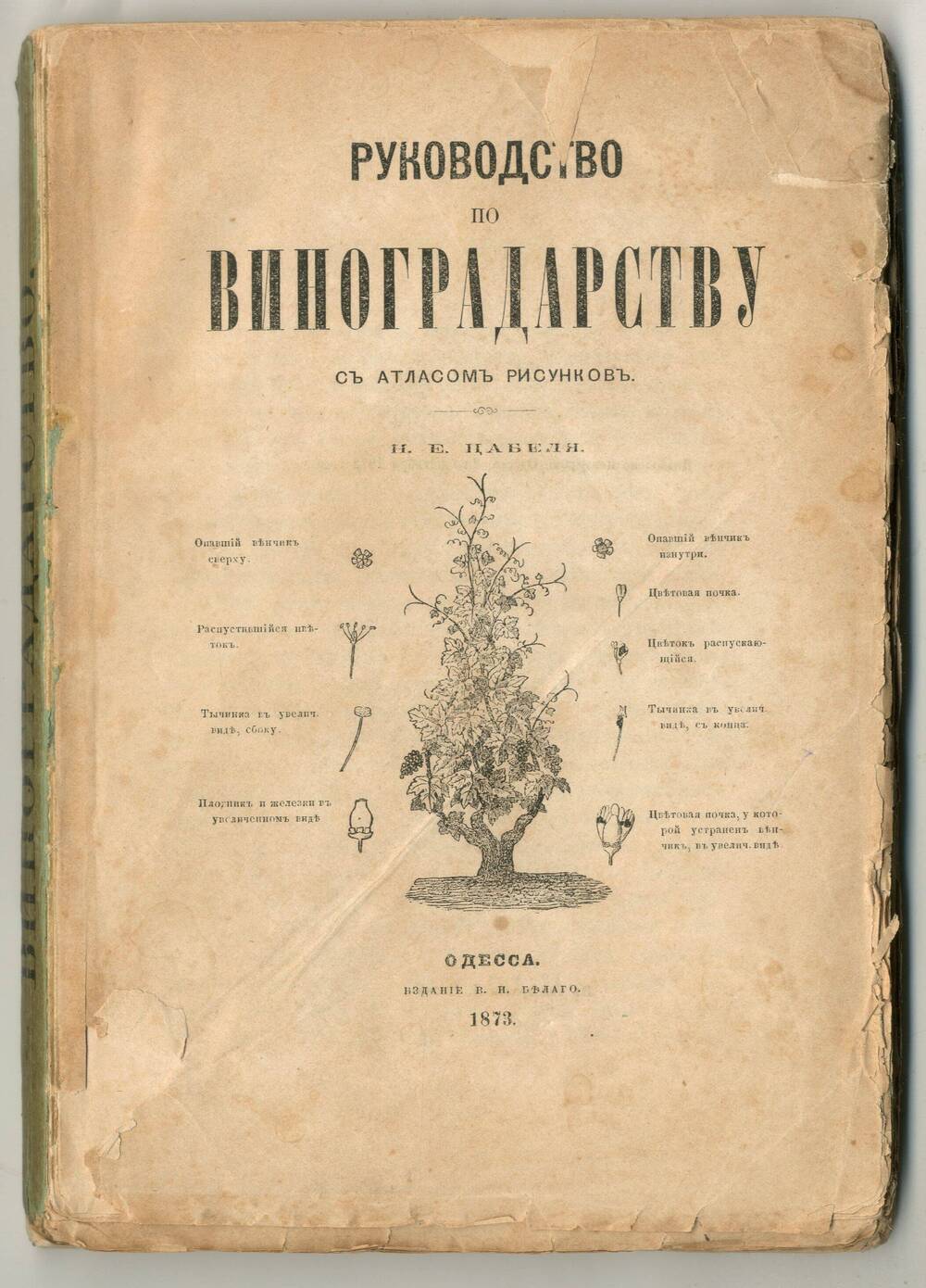 Брошюра: Н.Е. Цабель Руководство по виноградарству с атласом рисунков. Одесса, 1873.