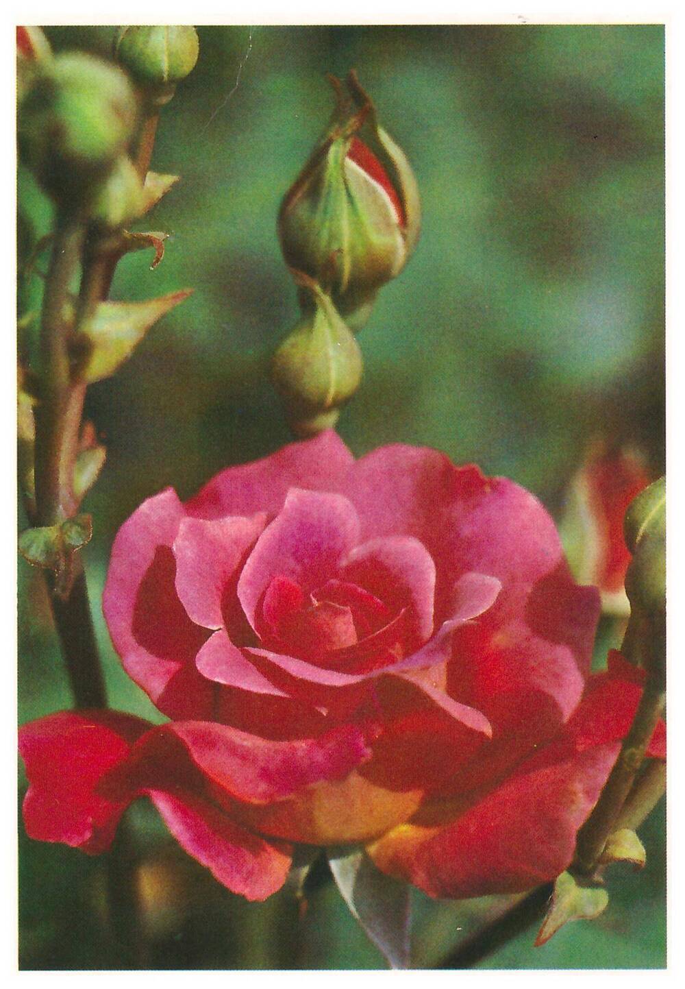 Открытка почтовая. Роза «Дорнрёзхен»
