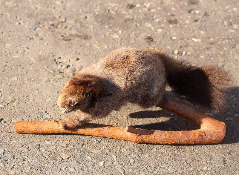 Таксидермическая скульптура. Белка. Sciurus