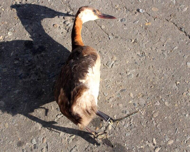 Таксидермическая скульптура. Поганка серощёкая. Podiceps grisegena