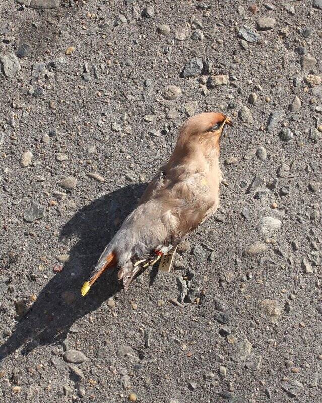 Таксидермическая скульптура. Свиристель. Bombycilla garrulus