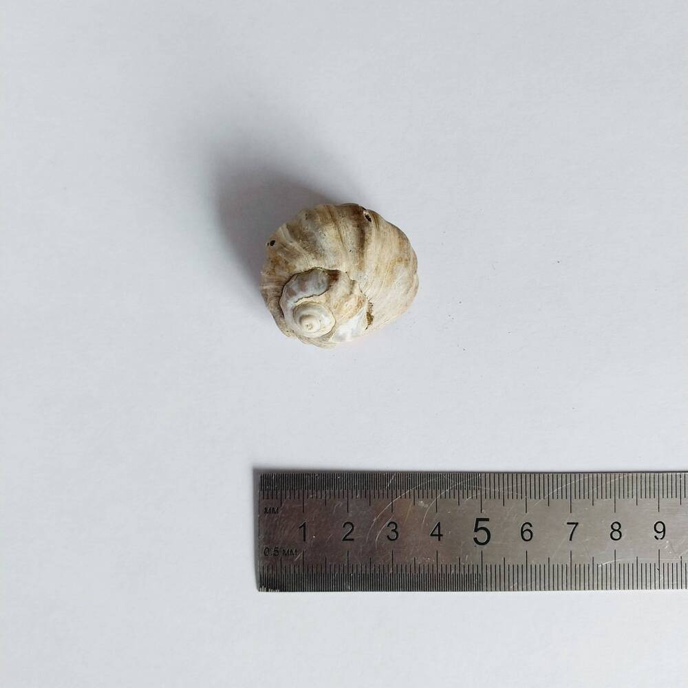 Моллюск брюхоногий. Раковина Barbatella