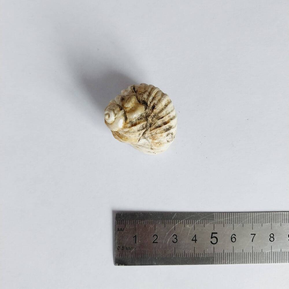 Моллюск брюхоногий. Раковина Barbatella
