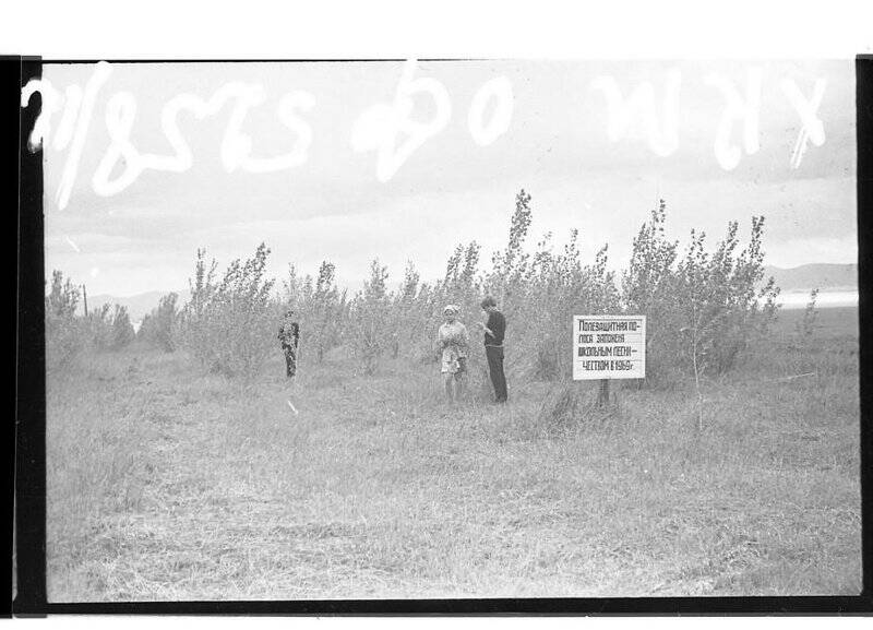 Негативы. Фотонегатив. Полезащитная полоса, засаженная Озерным школьным лесничеством в 1969 году.
