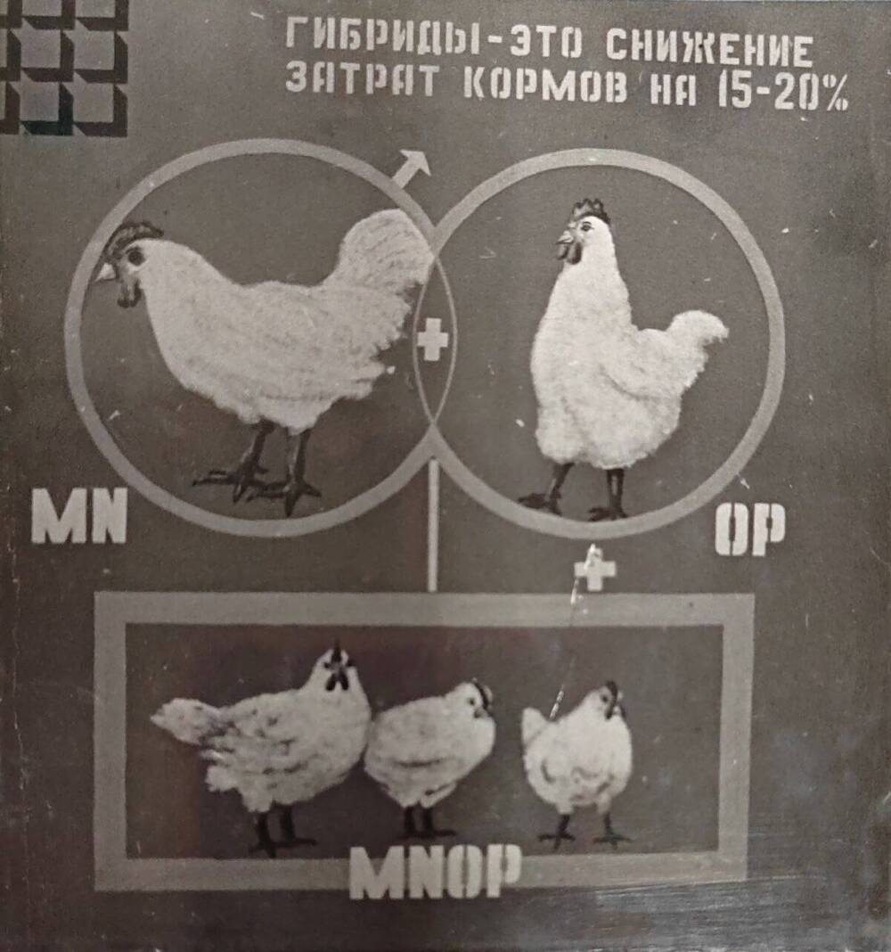 Фотография из альбома Птицефабрика им. 62 Армии