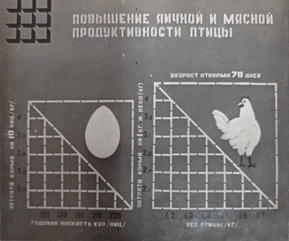 Фотография из альбома Птицефабрика им. 62 Армии