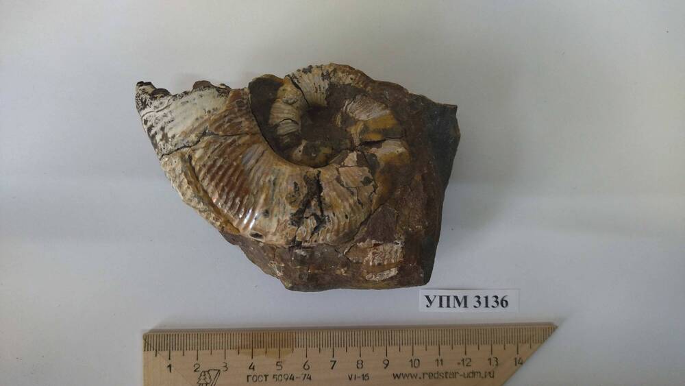 Фрагмент раковины аммонита Audoliceras sp. на породе