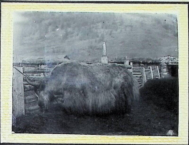 Фотография «Чистокровный як производитель»