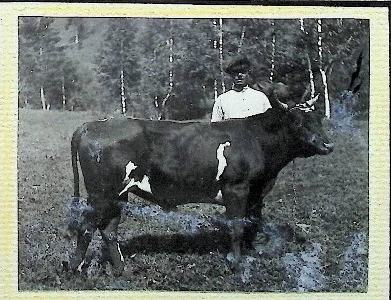 Фотография «Чистопородный бычок, красно - степной породы»