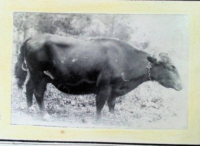 Фотография «Корова гибрид - «Вольта» - 832»