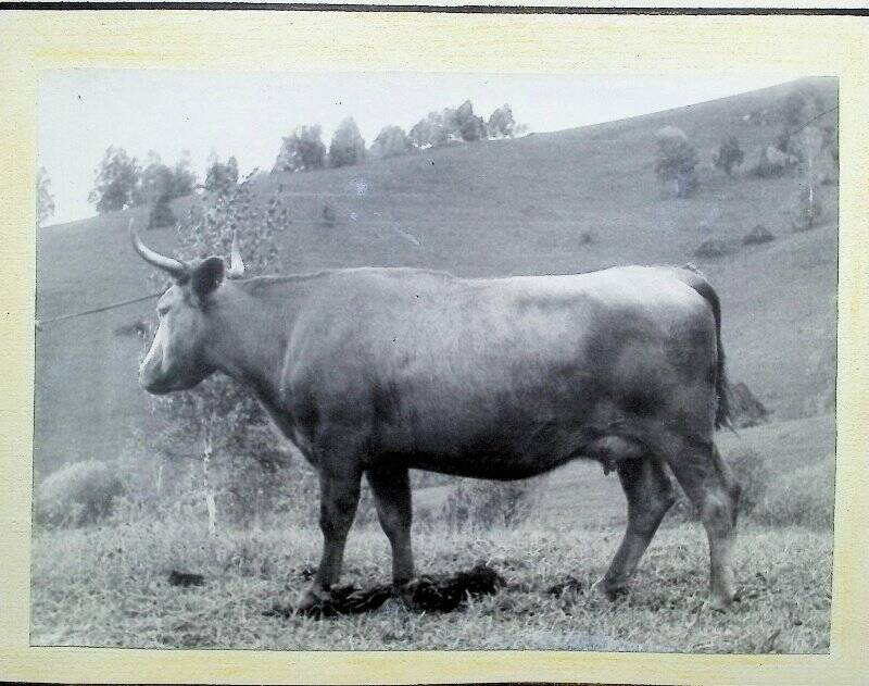 Фотография «Корова гибрид второго поколения «Папироса» - 935»