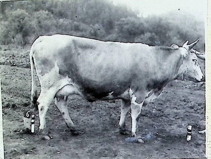 Фотография «Корова помесь сиб.симментал»