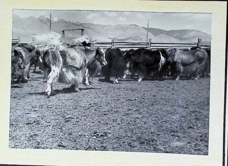 Фотография «Одно из многих стад ячьих»