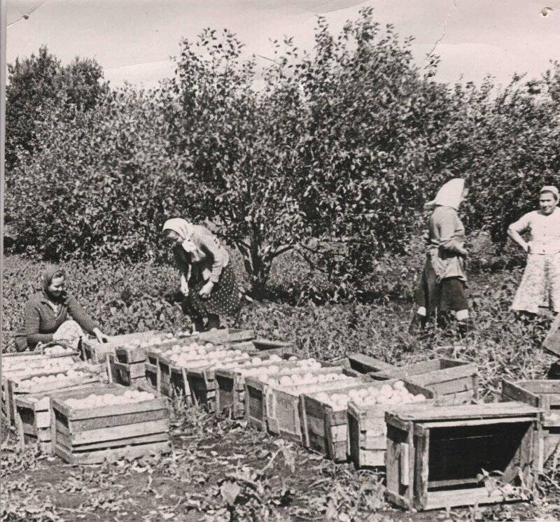 Фотография. В совхозном саду на уборке яблок. 1970-е гг.