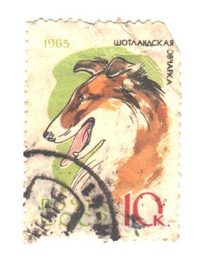 Почтовая марка СССР 1965 год. Шотландская овчарка. Номиналом 10 копеек.  