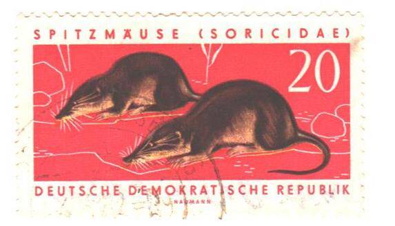 Почтовая марка Германской Демократической Республики. Spitzmause (Soricidae). Землеройки. 
