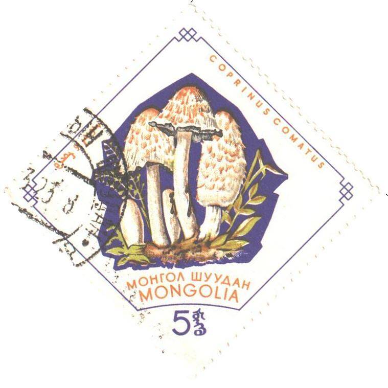 Почтовая марка Монгольской Народной Республики.  Навозник белый(COPRINUS COMATUS). Номиналом 5 менге.