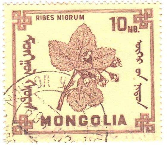 Почтовая марка Монгольской Народной Республики. Смородина черная (RIBES NIGRUM). Номиналом 10 менге.