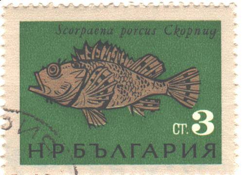 Почтовая марка НРБолгарии. Scorpaena porcus. Скорпид. Морская Рыба.