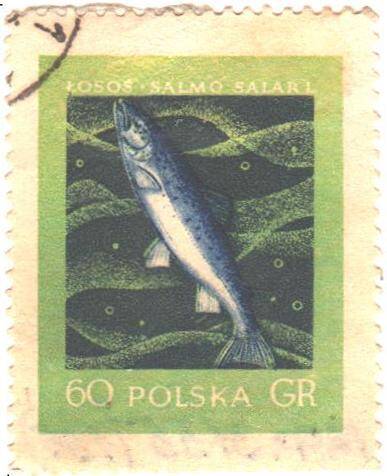 Почтовая марка Польши. Лосось в водоеме.