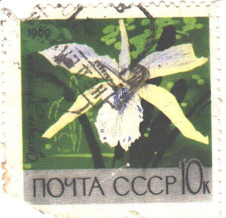 Почтовая марка СССР 1969 год. Орхидея каттлея. Номиналом 10 копеек.