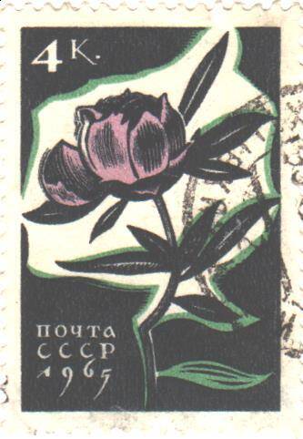 Почтовая марка СССР 1965 год. Пион. Номиналом 4 копейки.