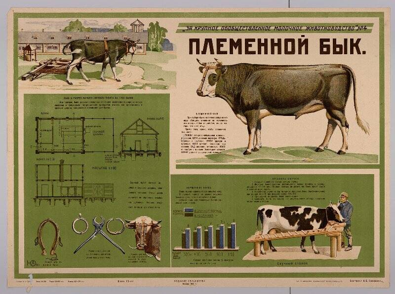«За крупное обобществленное молочное животноводство» № 4. Племенной бык. Плакат