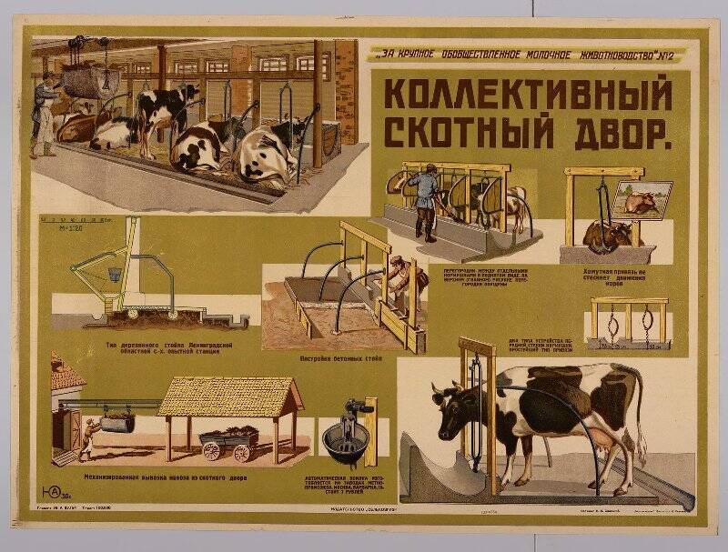 «За крупное обобществленное молочное животноводство» № 2. Коллективный скотный двор. Плакат