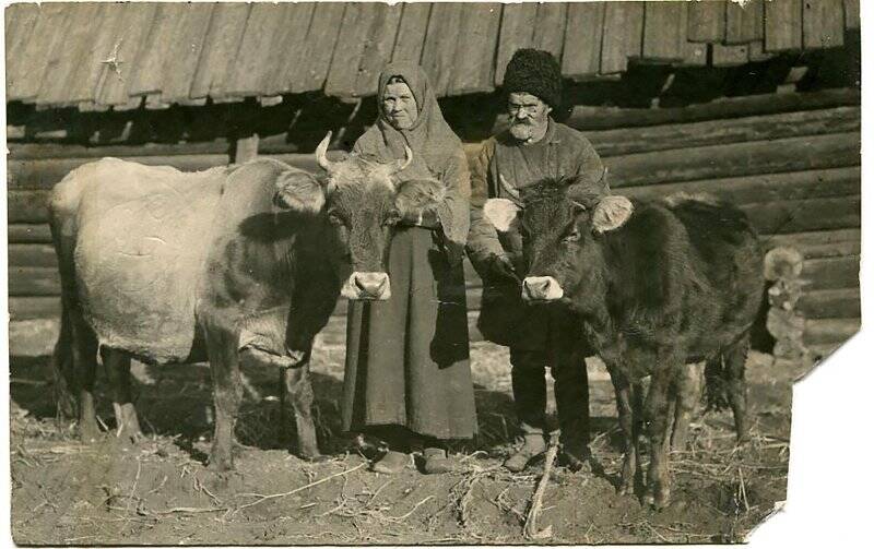 Фотография. Супруги Челычевы на выставке породистого скота.