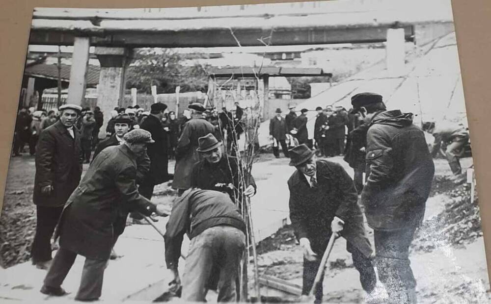 Фотография. Посадка рябины на аллее ветеранов ВОВ