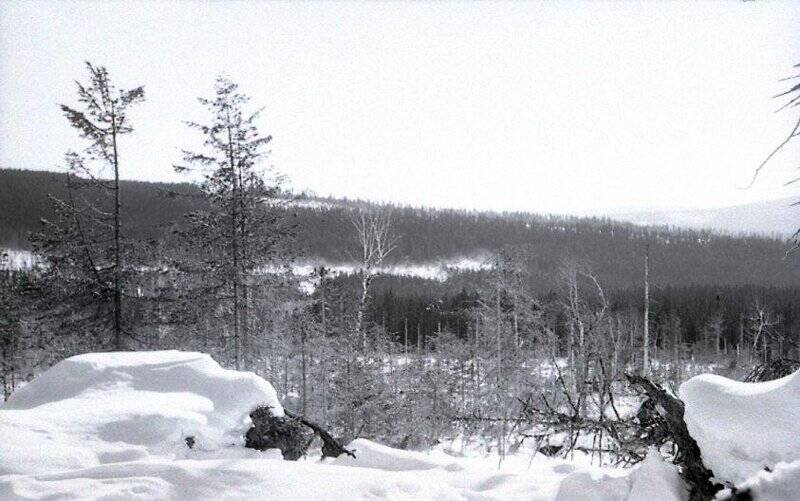 Коллекция негативов «Николаевский район 1950-1980 годы. Лесозаготовки».