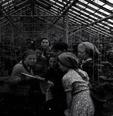 Работники парниково-тепличного хозяйства совхоза «Ждановский» Кстовского района знакомятся с материалами сессии Верховного Совета СССР