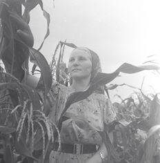 Звеньевая колхоза «Красный строитель» Арзамасского района Фаина Катаева на кукурузном поле
