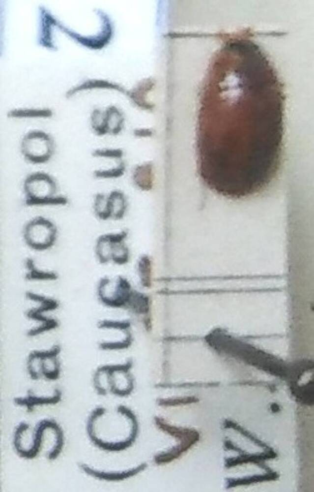 Коробка №56. Отряд жуки - Coleoptera. Семейство водолюбы - Hydrophilidae. Род – Enochrus. Вид - Enochrus frontalis.