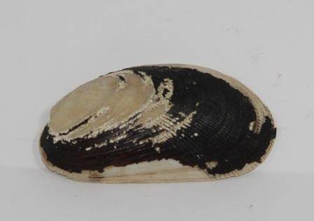 Раковина моллюска Muskulus nigra Gray