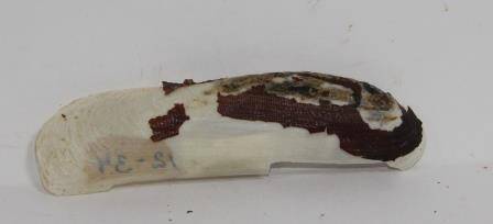 Раковина моллюска камнеточца Lithophaga californiensis