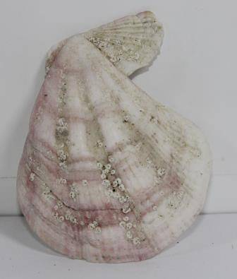 Раковина моллюска Гребешок Свифта (одна створка)