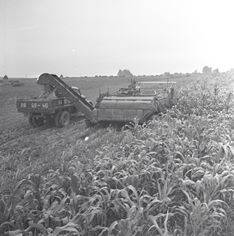 Сельхозартель «Путь к коммунизму». Механизаторы сельхозартели убирают урожай кукурузы